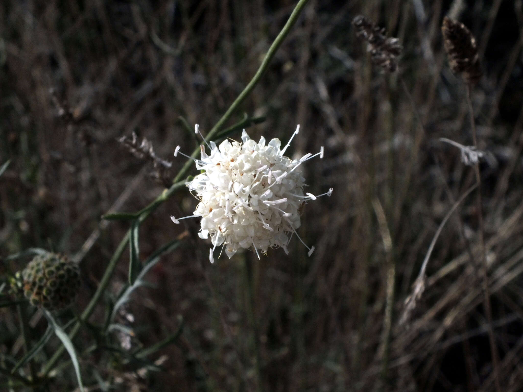 Image of Cephalaria leucantha (L.) Schrad.