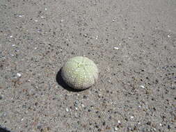 Image of green sea urchin