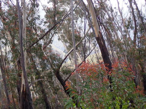 Image of Eucalyptus stenostoma L. A. S. Johnson & Blaxell