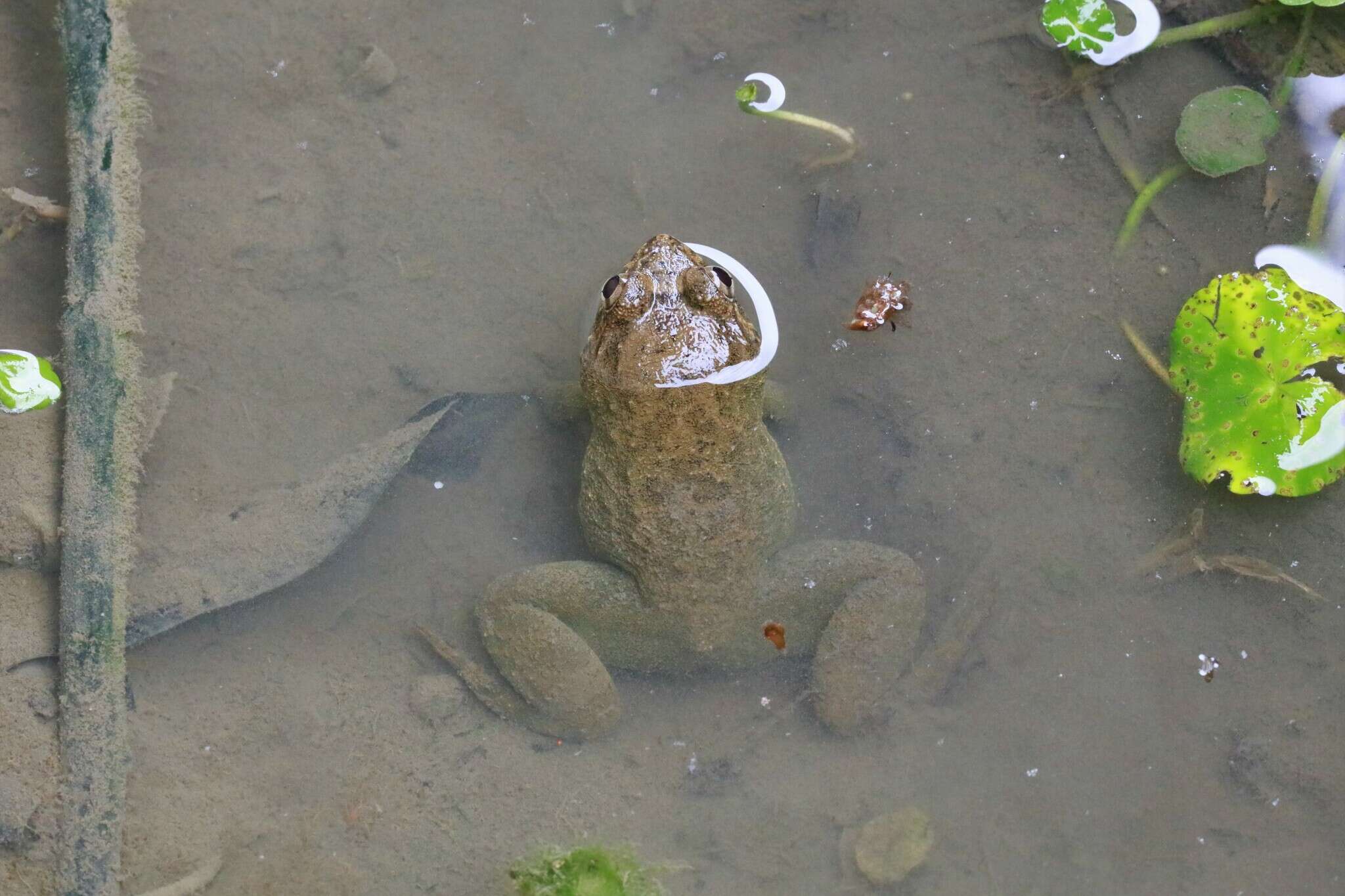 Image of Khorat big-mouthed frog