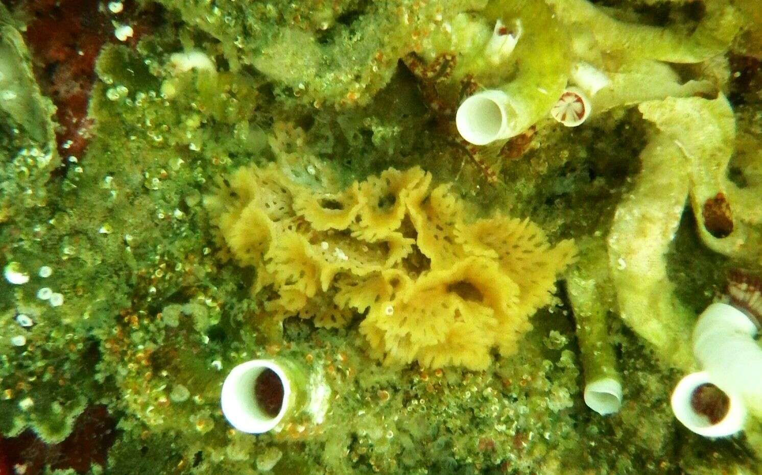 Image of Phidolopora pacifica (Robertson 1908)