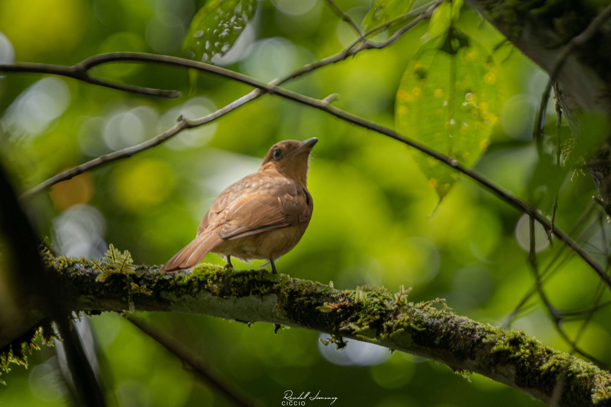 Image of Rufous Piha