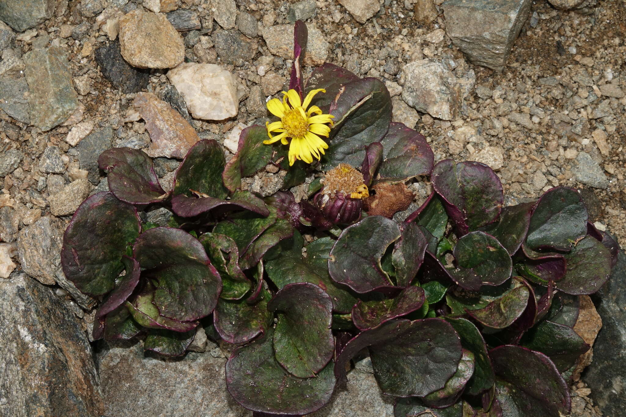 Image of Colorado ragwort