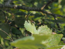 Image of Tachytes etruscus (Rossi 1790)