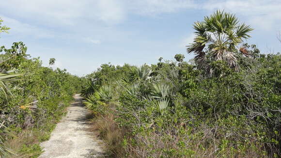 صورة Leucothrinax