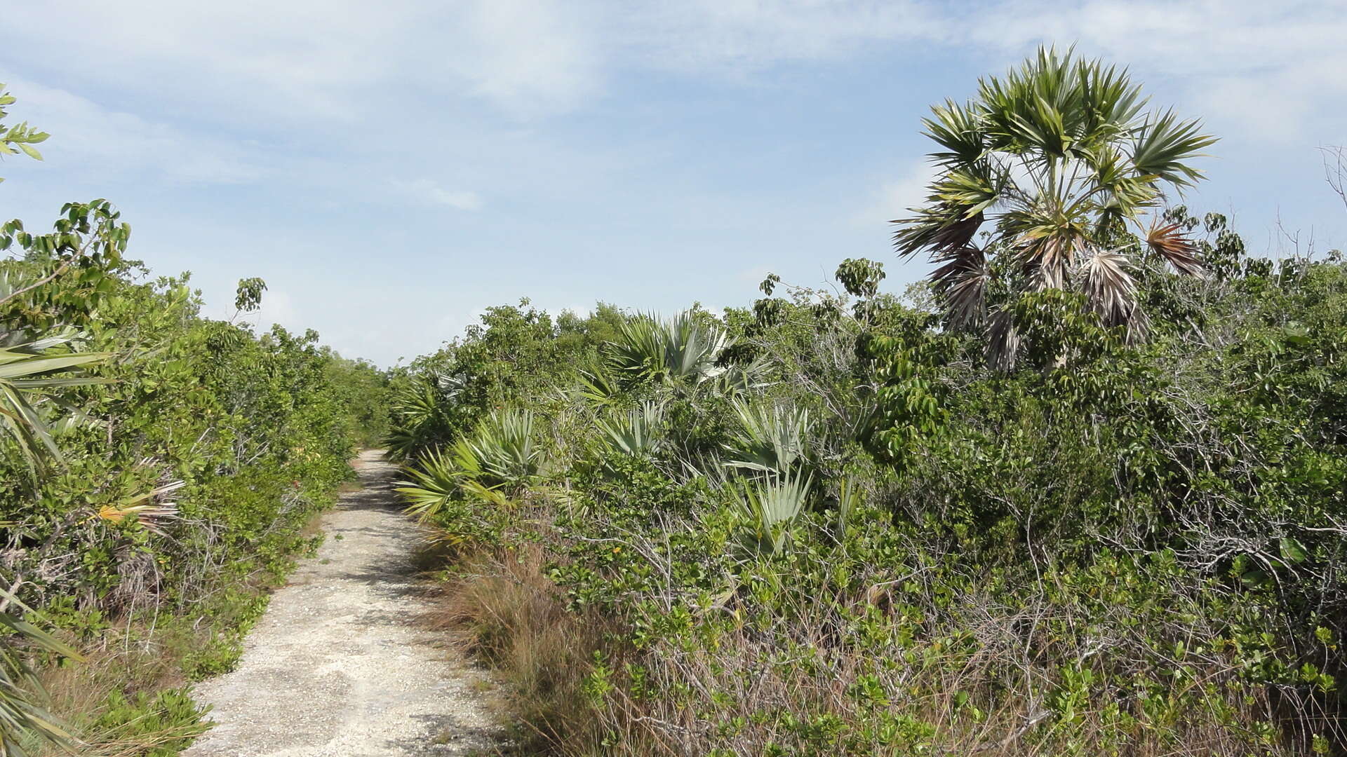 Image of white thatch palm