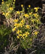 Plancia ëd Ericameria linearifolia (DC.) L. E. Urbatsch & J. R. Wussow