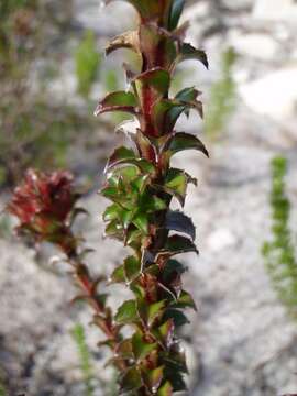 Image of Roella amplexicaulis Dod