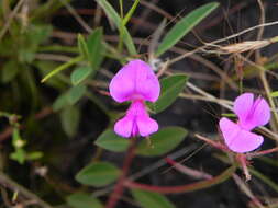 Indigofera dalzellii T. Cooke的圖片