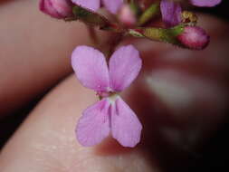 Image de Stylidium lineare Sw. ex Willd.