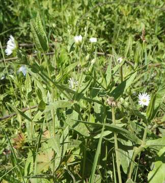 Image of Stellaria radians L.