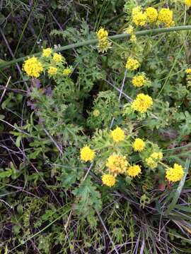 Image of sharptooth blacksnakeroot