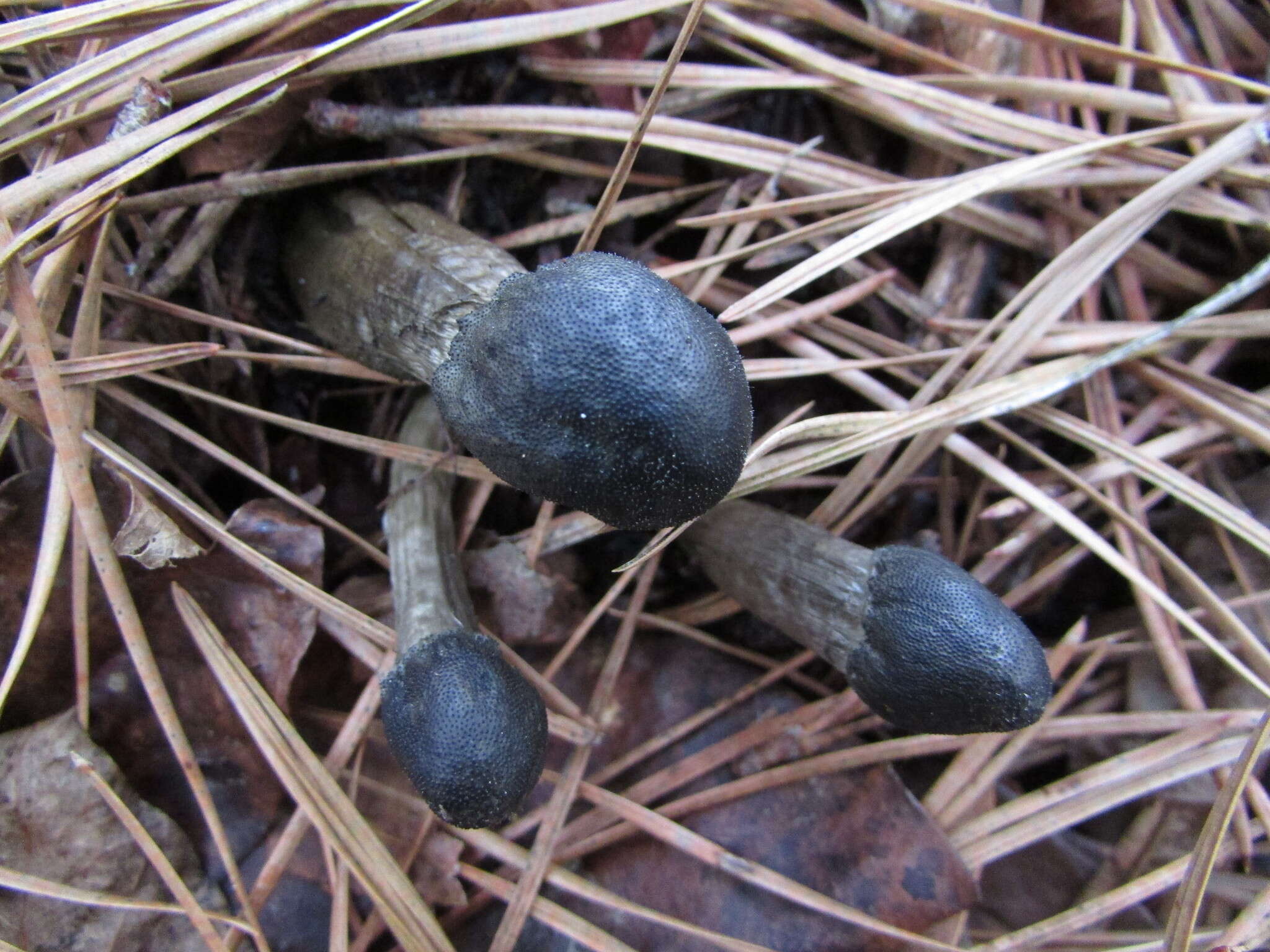 Image of Tolypocladium longisegmentatum (Ginns) Quandt, Kepler & Spatafora 2014