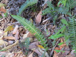 Image of Blechnum australe subsp. australe