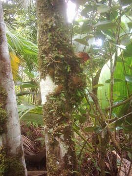 Image of Bulbophyllum intertextum Lindl.