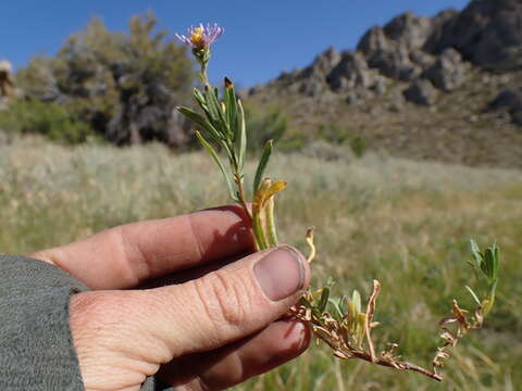 Image of western meadow aster