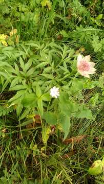 Image of Astrantia maxima Pall.