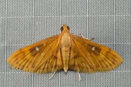 Dichocrocis plenistigmalis Warren 1895 resmi