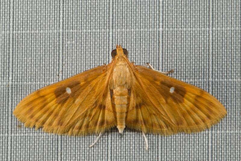 Dichocrocis plenistigmalis Warren 1895 resmi