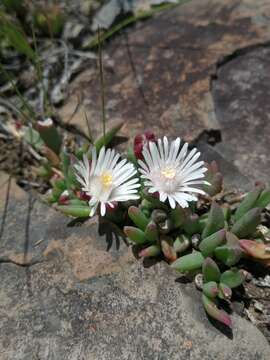 Image of Delosperma katbergense L. Bol.