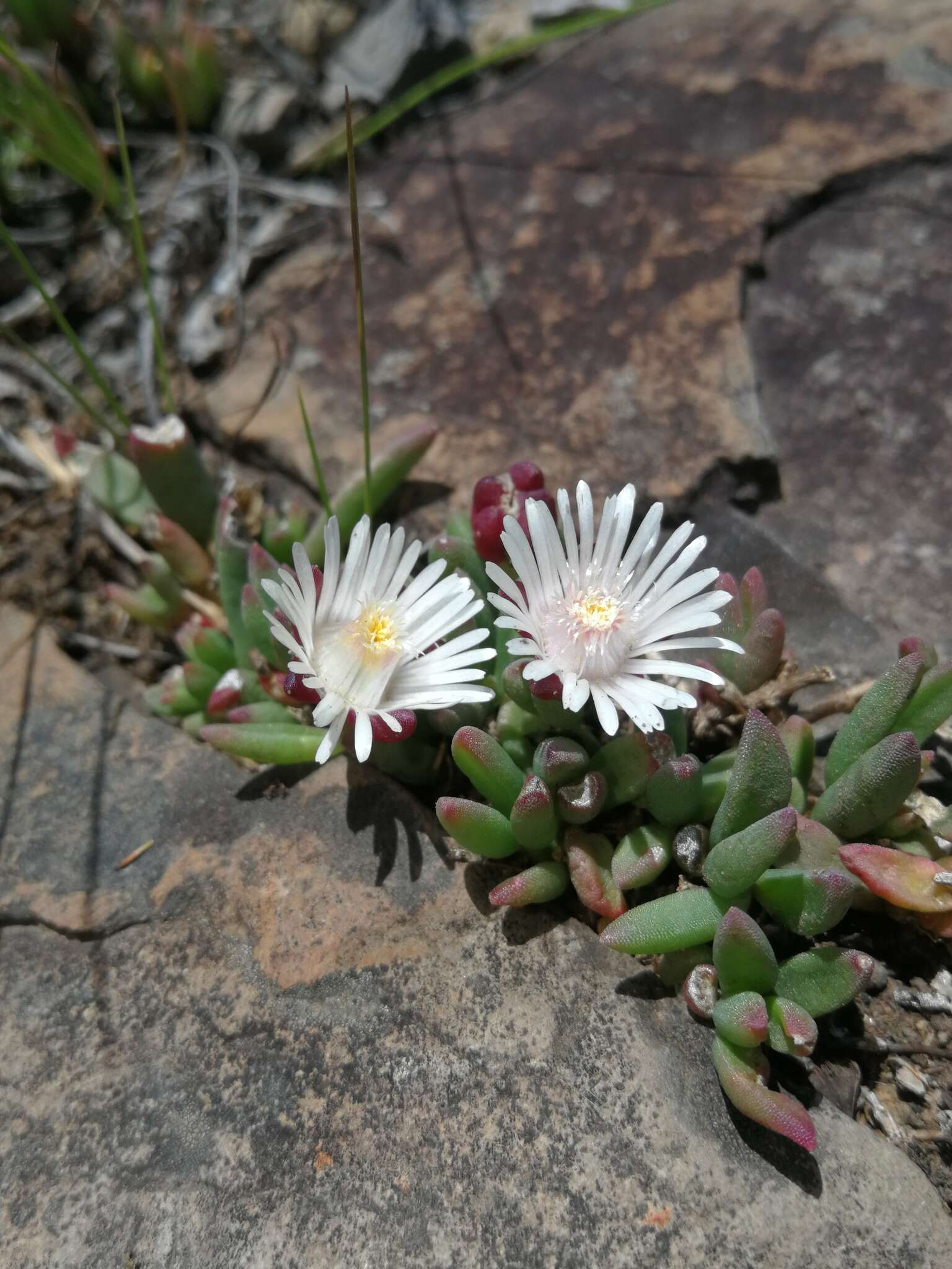 Imagem de Delosperma katbergense L. Bol.