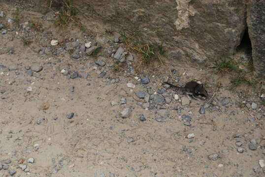 Image of European Garden Dormouse