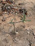 Image de Adenium obesum subsp. swazicum (Stapf) G. D. Rowley