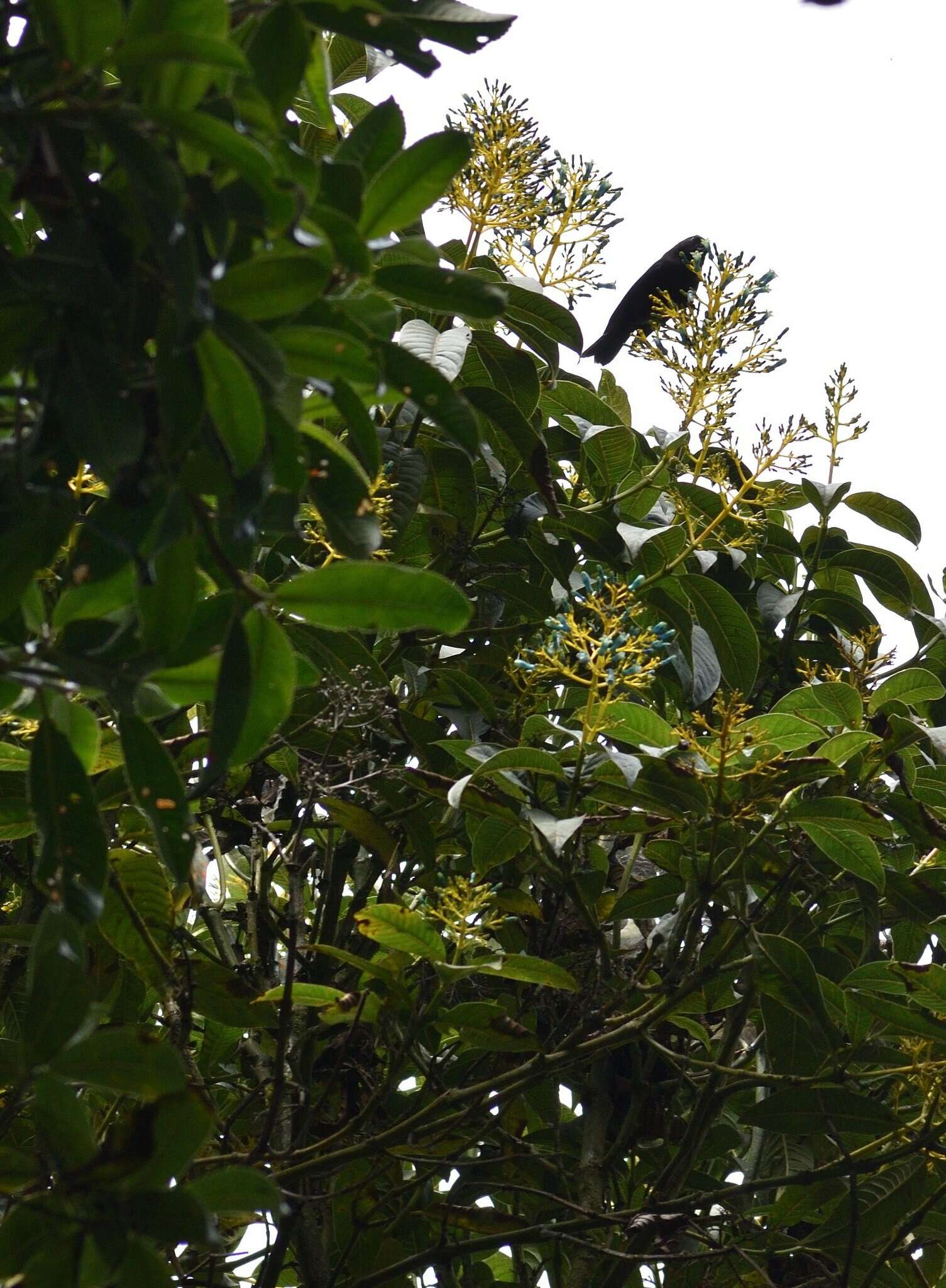 Image of Palicourea weberbaueri K. Krause