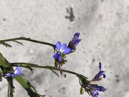 Image de Lobelia comosa L.