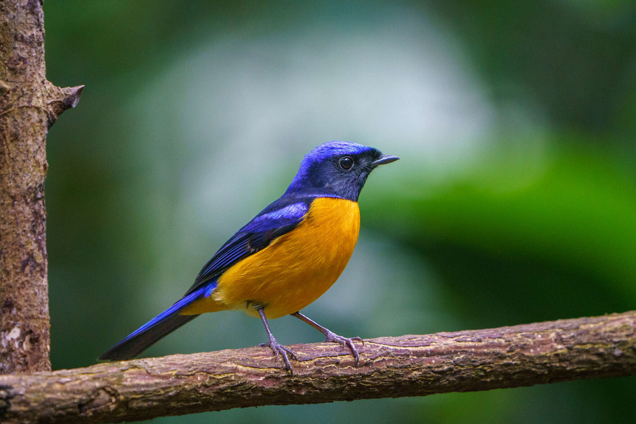 Image of Rufous-bellied Niltava