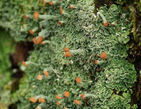 Image of cup lichen