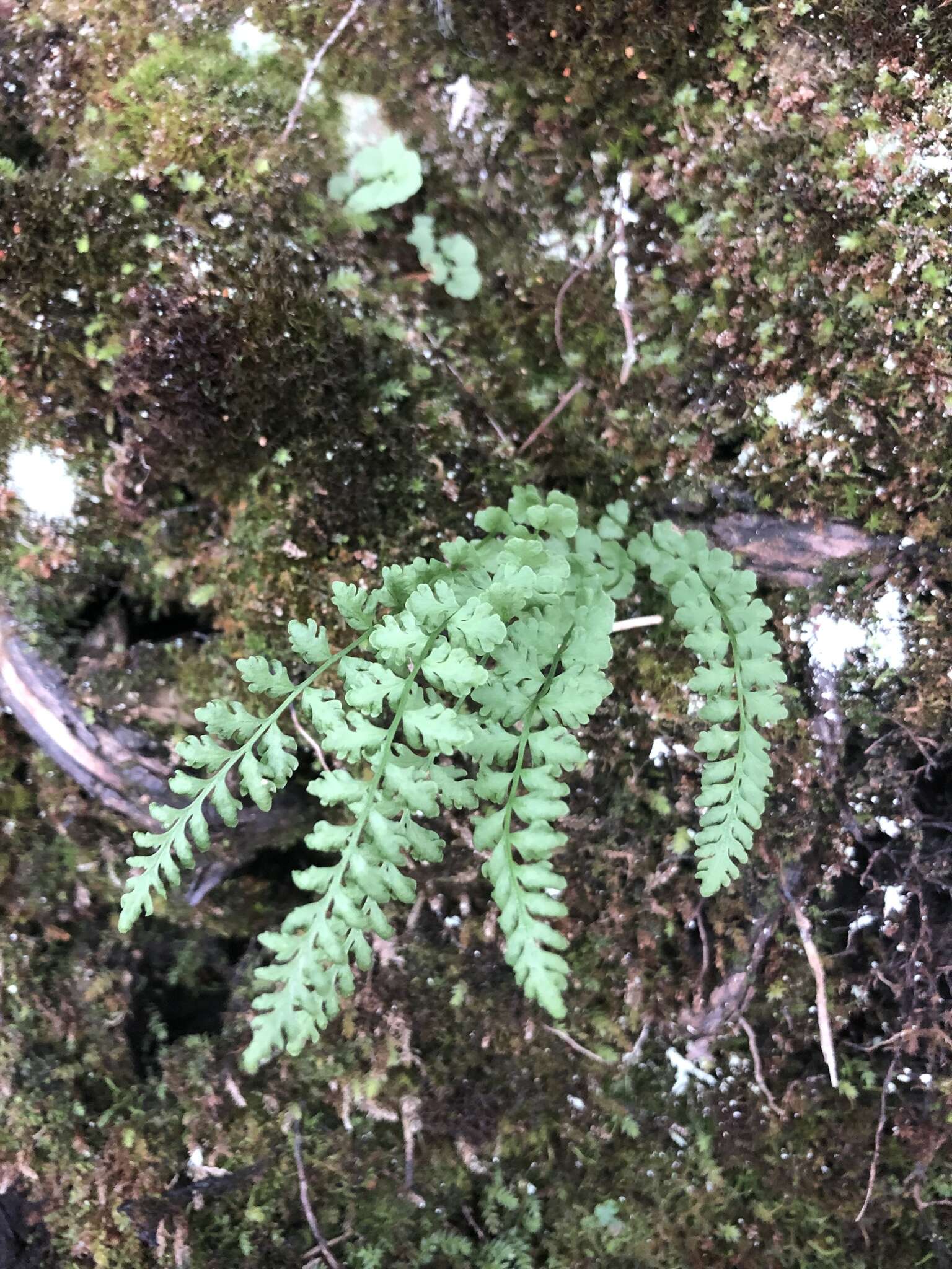 Image of smooth woodsia