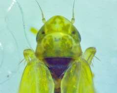 Image of Erythridula pfrimmeri (Hepner 1977)