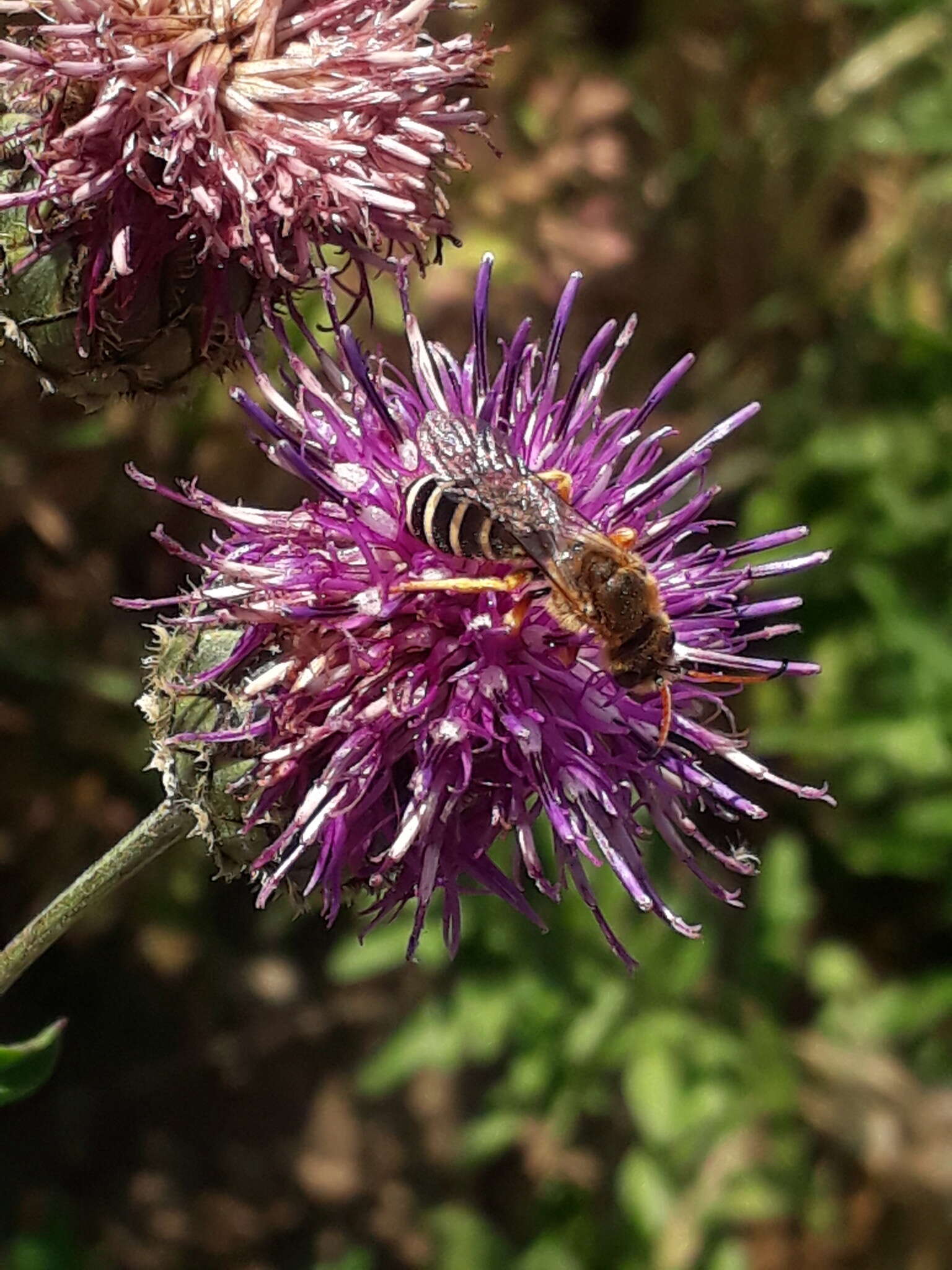 Halictus sexcinctus (Fabricius 1775)的圖片