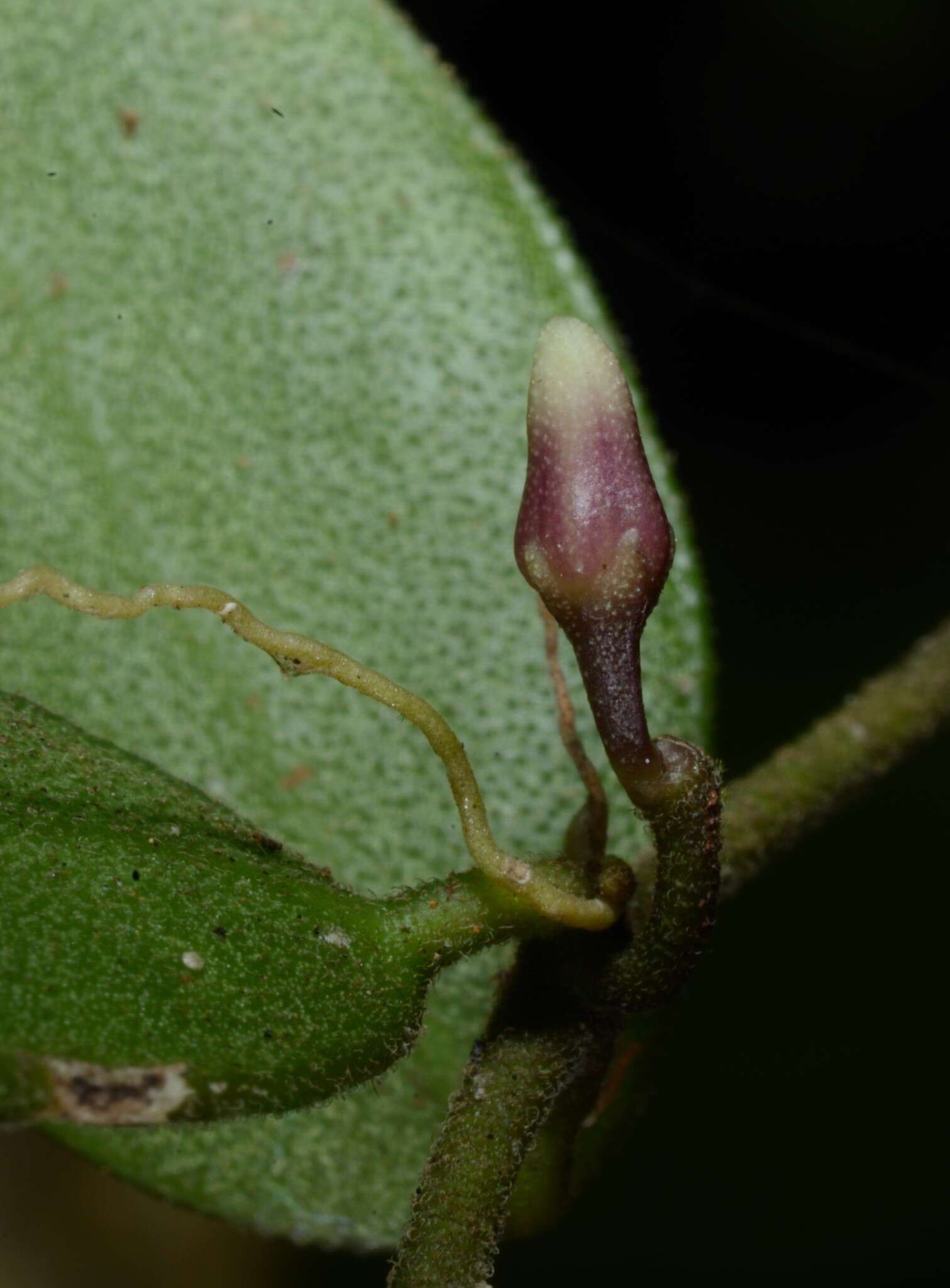 Image of Dischidia hirsuta (BI.) Decne.