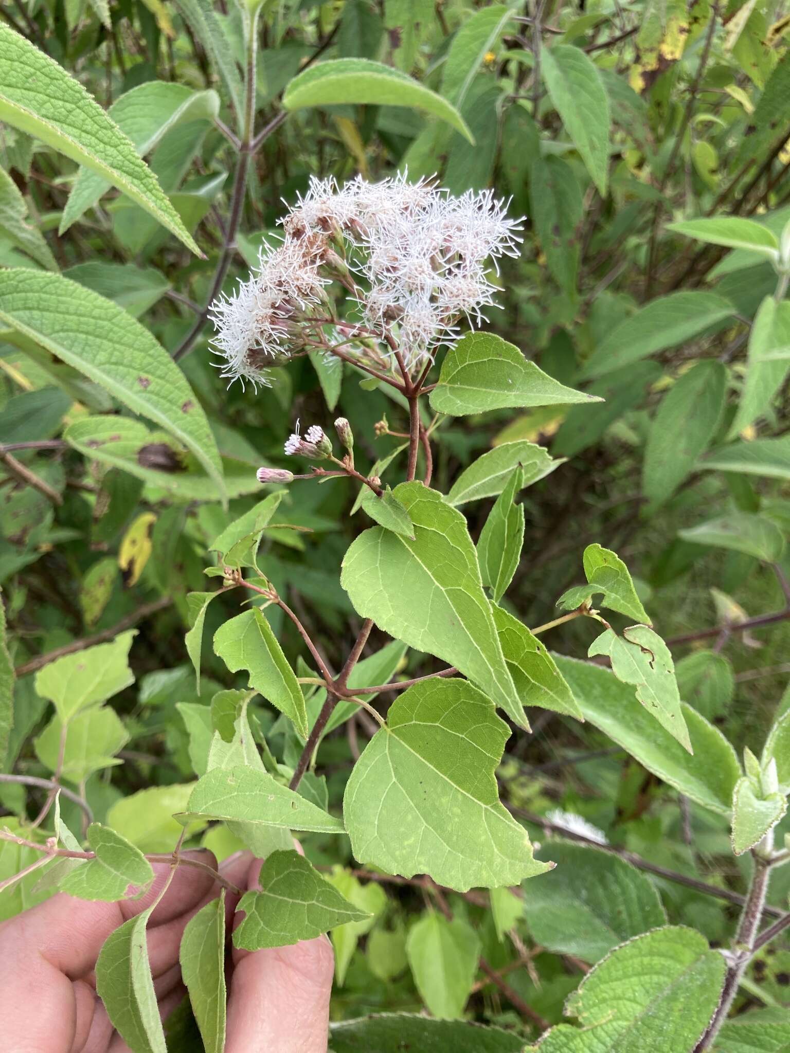 Sivun Chromolaena collina (DC.) R. King & H. Rob. kuva