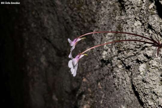 Image of Pinguicula parvifolia Robinson