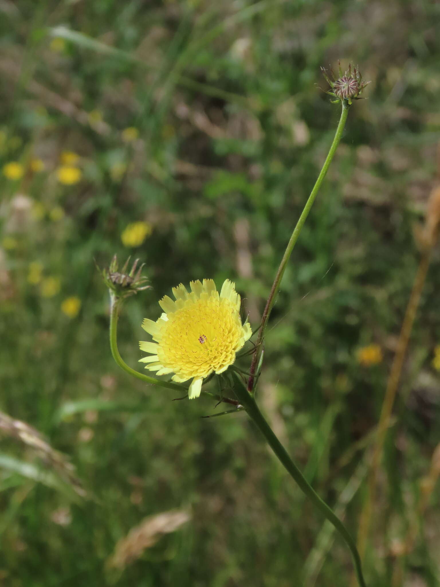 Imagem de Tolpis umbellata Bert.