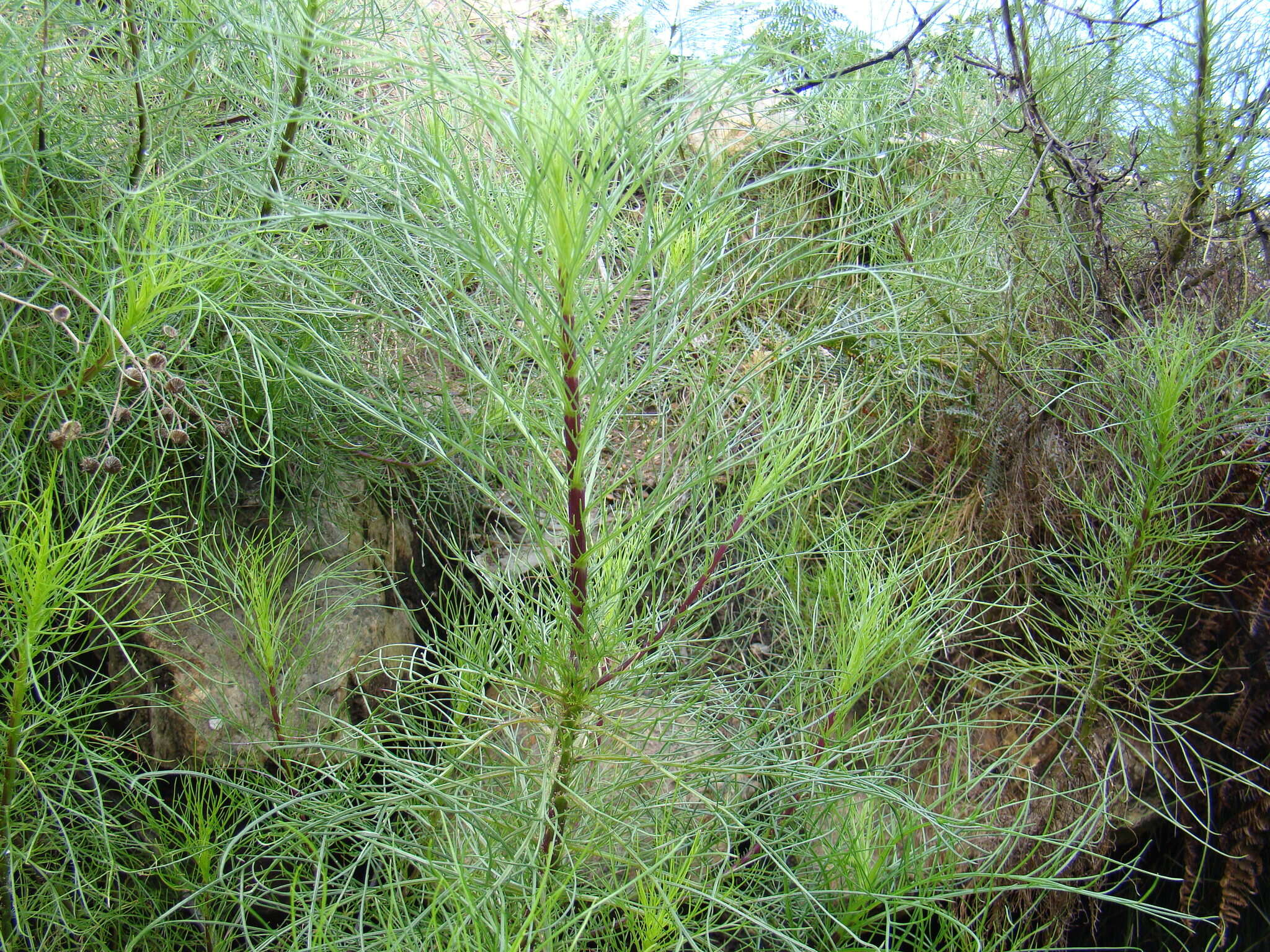 Image of Senecio paniculatus Berg.