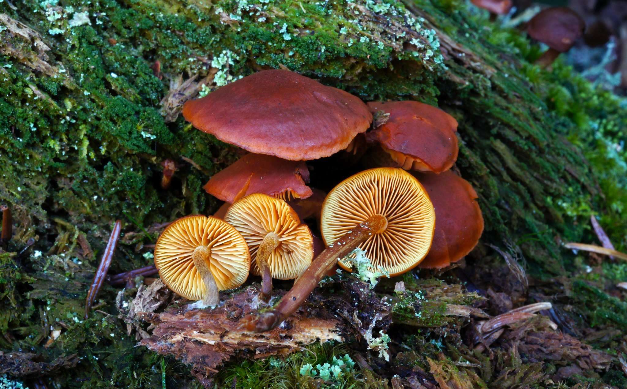 Gymnopilus picreus (Pers.) P. Karst. 1879 resmi