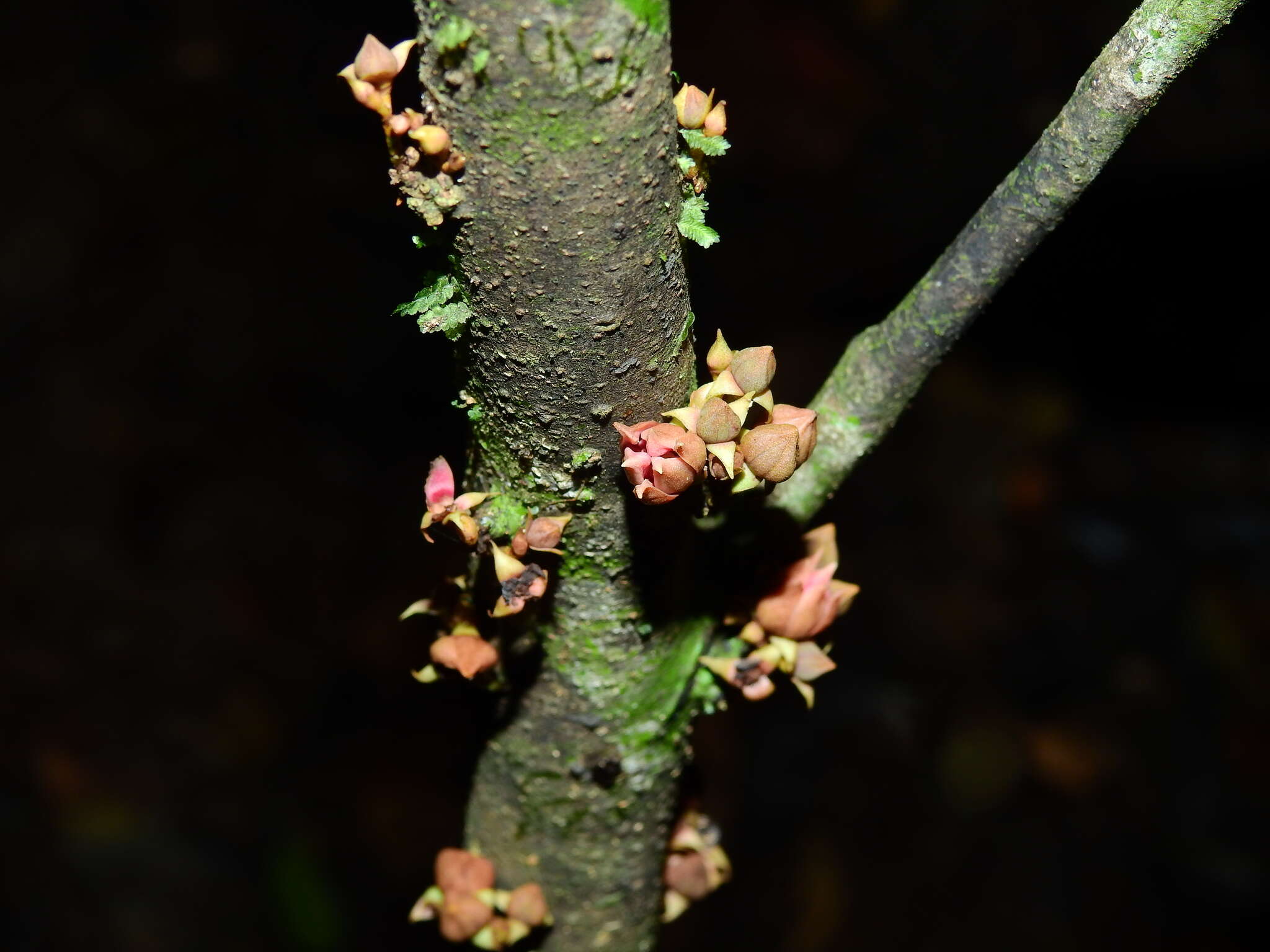 Image of Anaxagorea brevipedicellata Timmerman