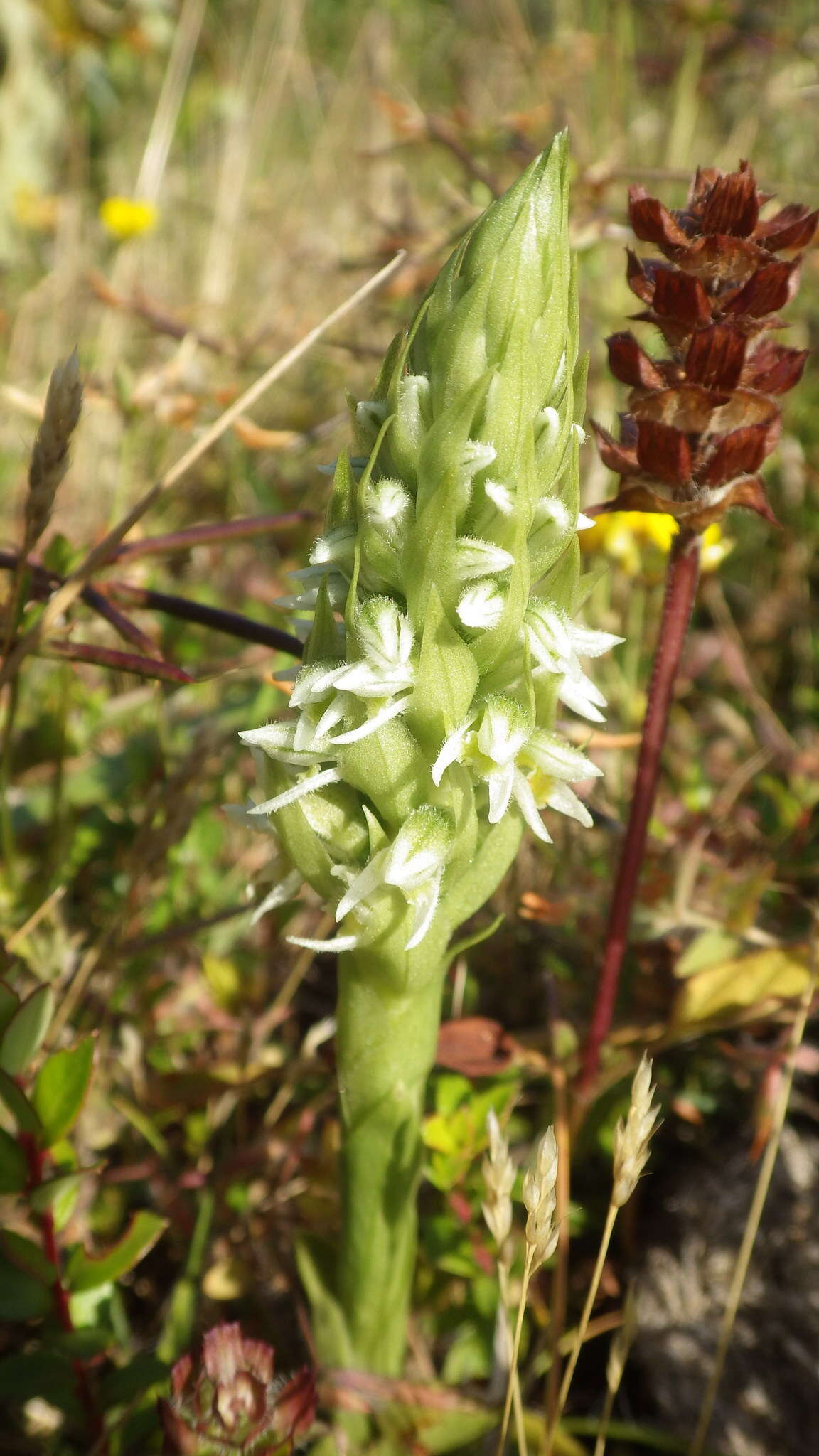 Imagem de Brachystele unilateralis (Poir.) Schltr.