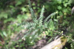 Sivun Acrotriche fasciculiflora (Regel) Benth. kuva