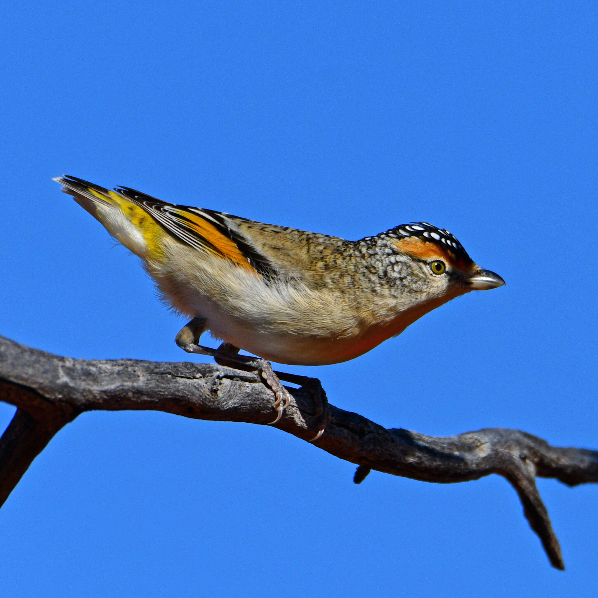 Imagem de Pardalotus rubricatus Gould 1838