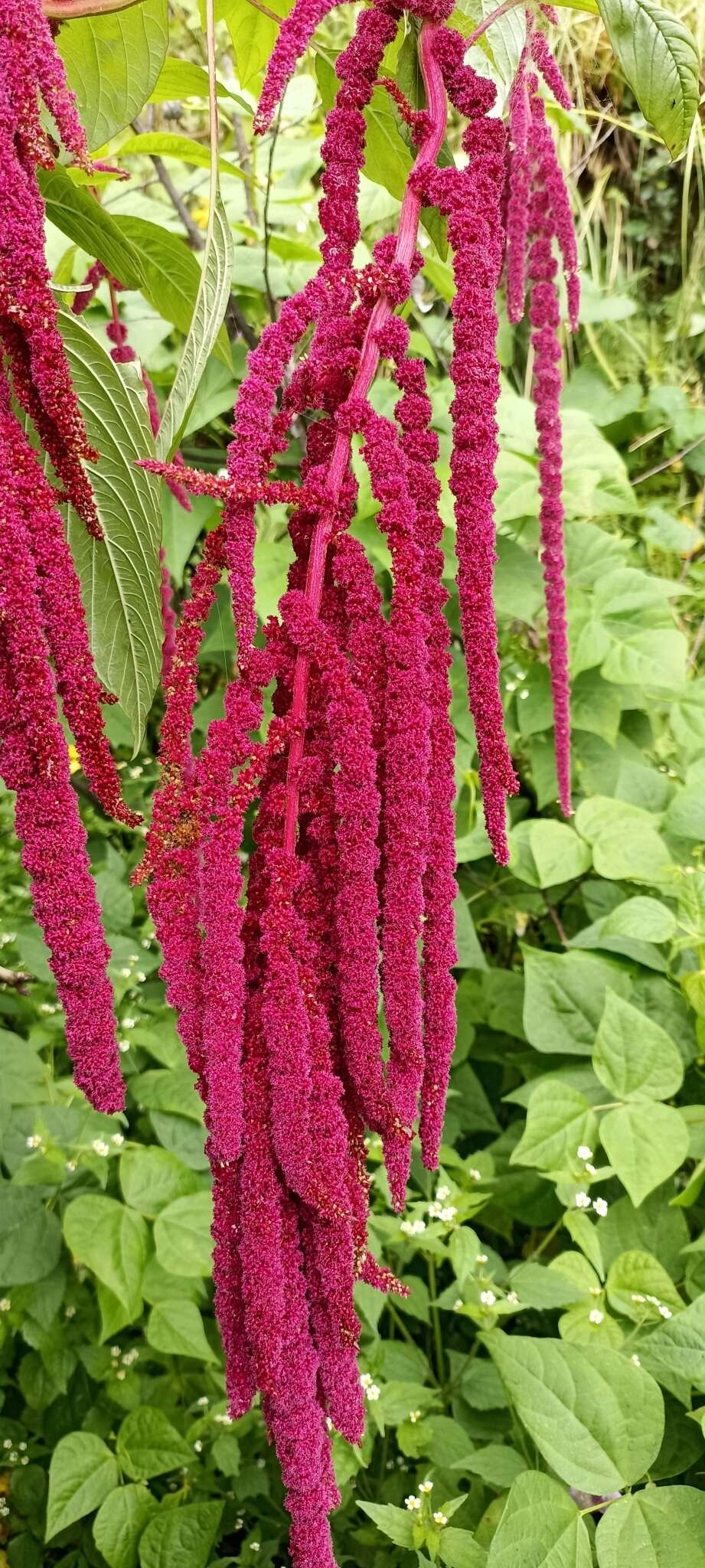 Image of love-lies-bleeding