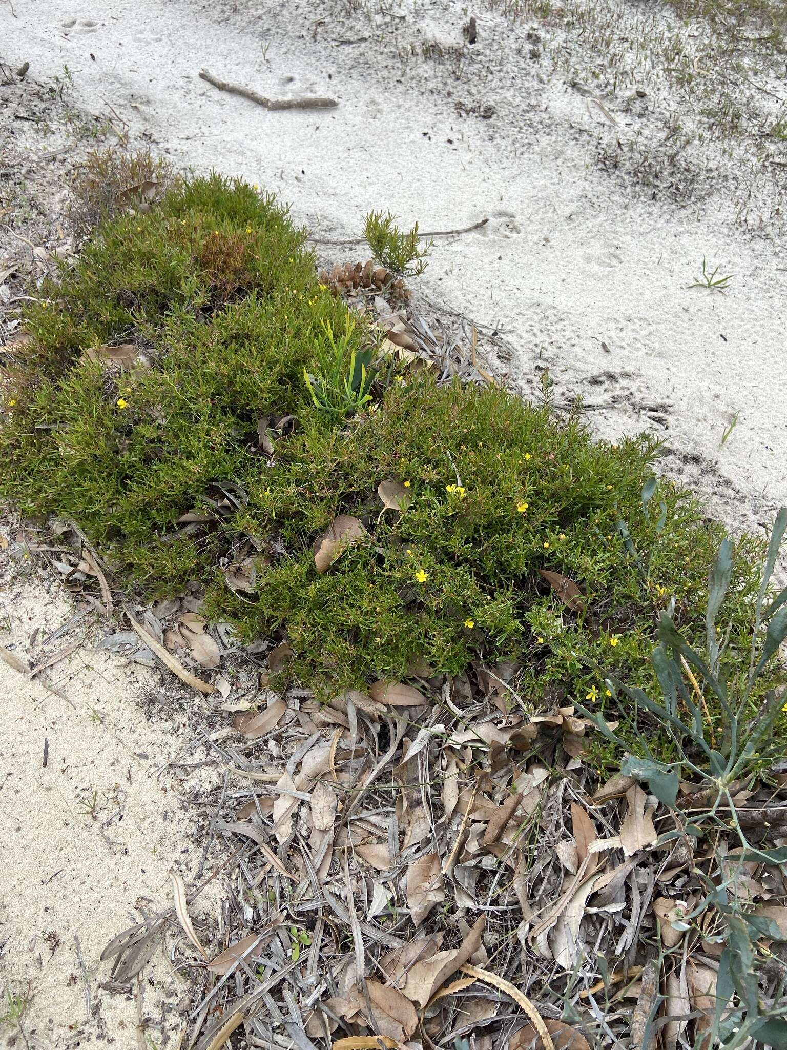 Image of Hibbertia racemosa (Endl.) Gilg