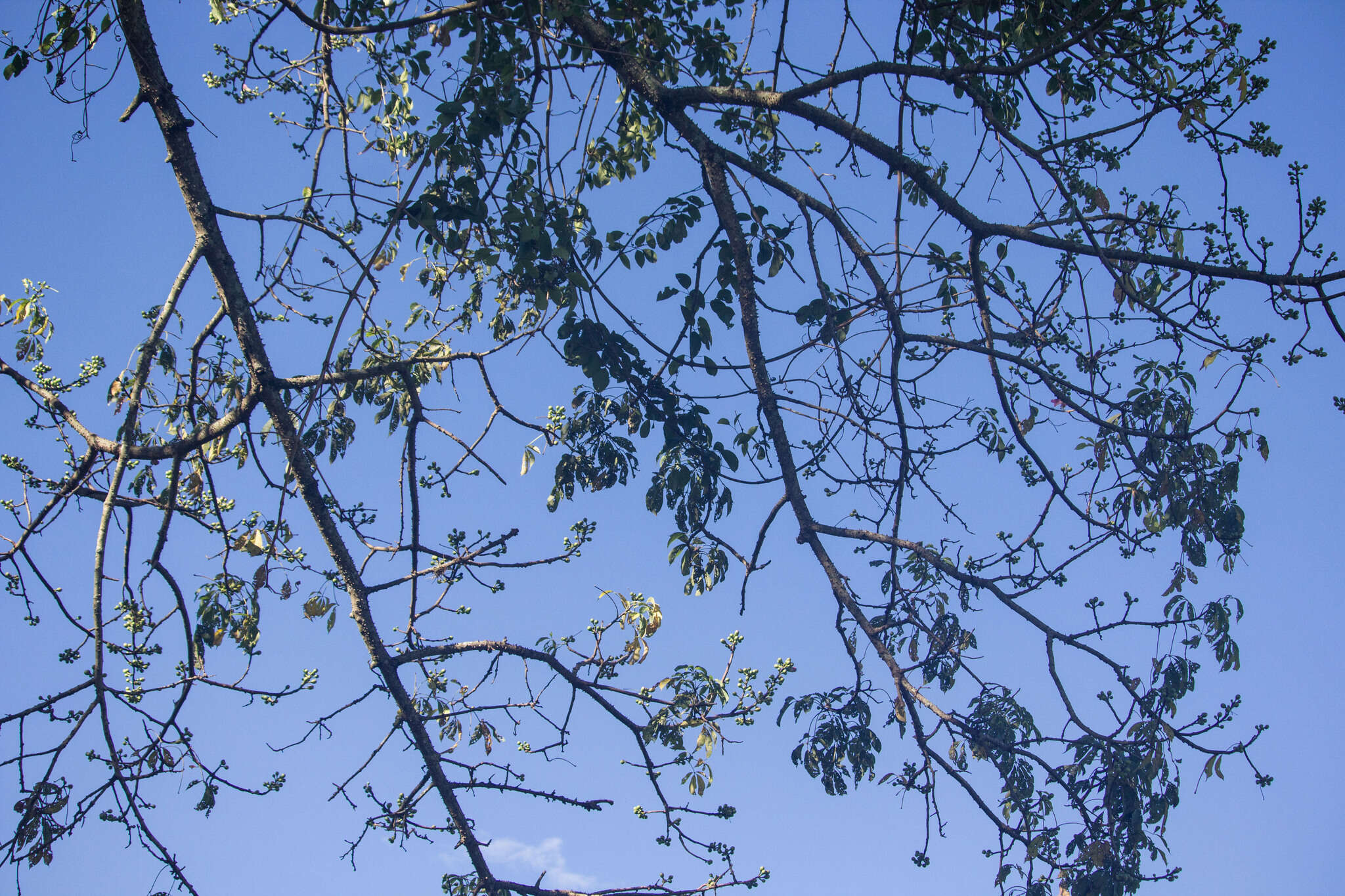 Image of Ceiba pubiflora (A. St.-Hil.) Schum.