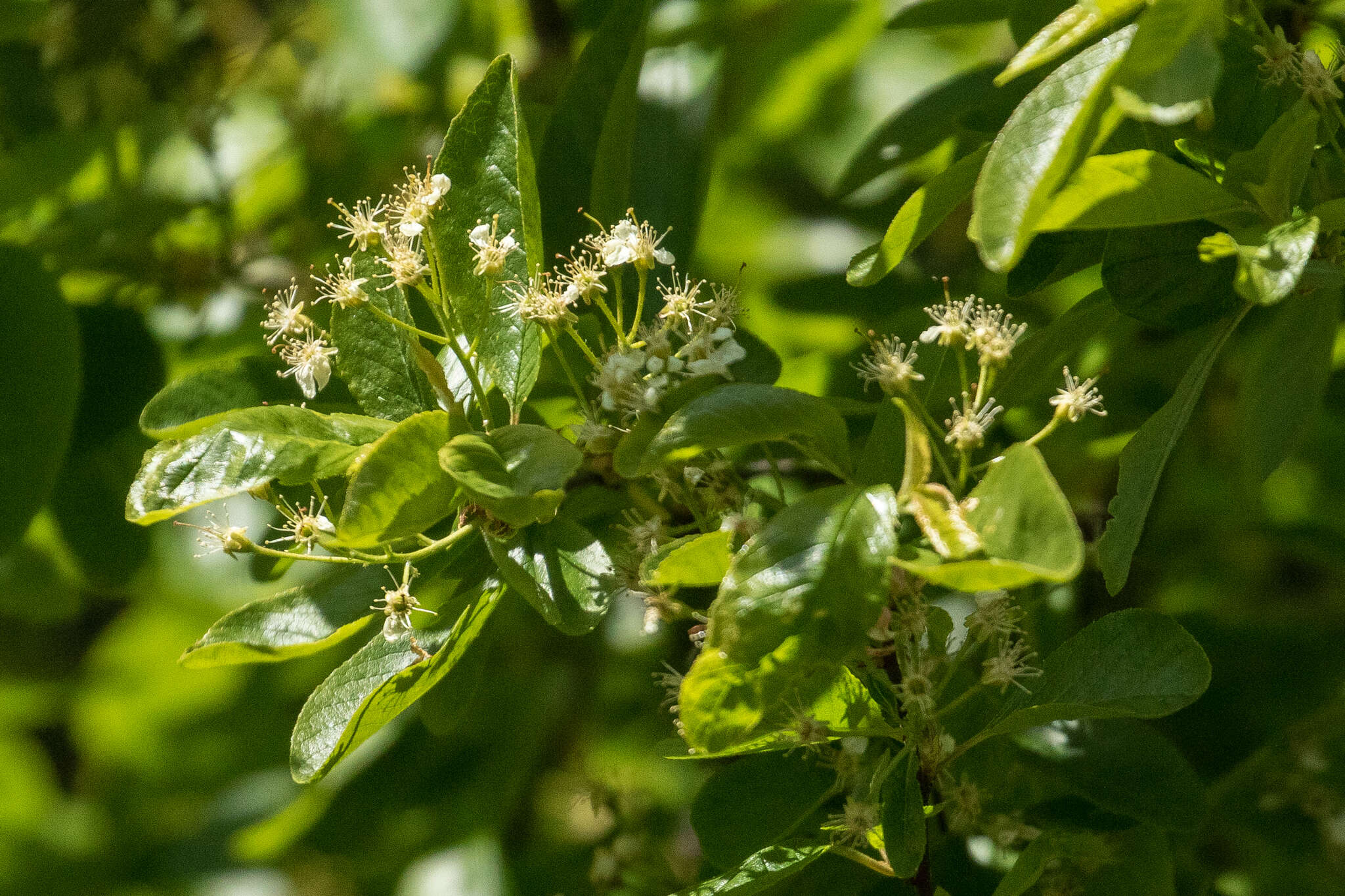 Imagem de Prunus emarginata var. mollis (Dougl.) Brewer