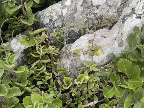 Imagem de Delosperma lebomboense (L. Bol.) Lavis