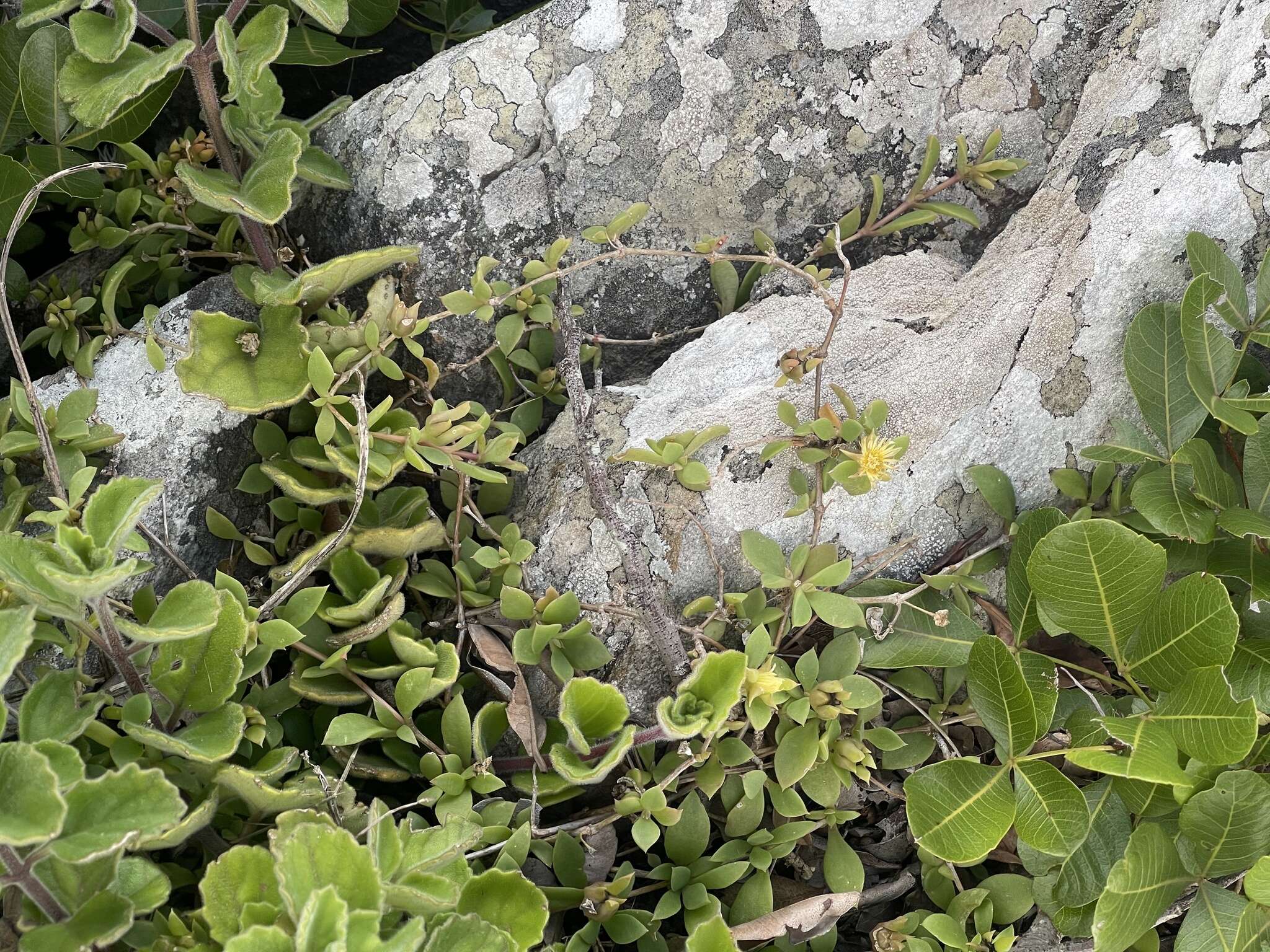 Imagem de Delosperma lebomboense (L. Bol.) Lavis